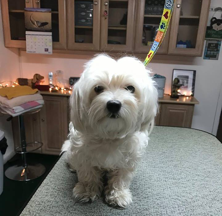 MyPetParlor.com